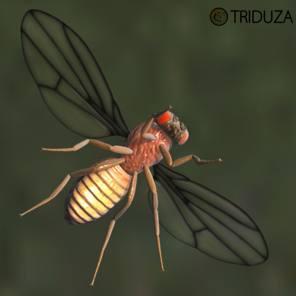 drosophila melanogaster fruit fly obj - Drosophila melanogaster (Fruit Fly) by triduza